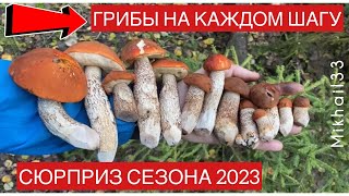 СУПЕР ГРИБЫ НА КАЖДОМ ШАГУ! ТУР ИЗ ЗИМЫ В ЛЕТО!!!