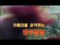 22.08.24 산소옆 말벌퇴치