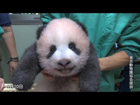 もののけ京都 英語版 Panda Parent and cub パンダの親子 もののけ京都 英語版 Panda Parent and cub パンダの親子