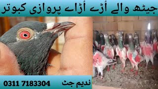 70 عدد پروازی کبوتر فار سیل                                                  ندیم جٹ  7183304 0311