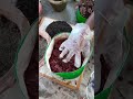 Homemade Compost|| #trending #viral #gardeningaasaanhai #nature #shorts #ytshorts #youtubeshorts