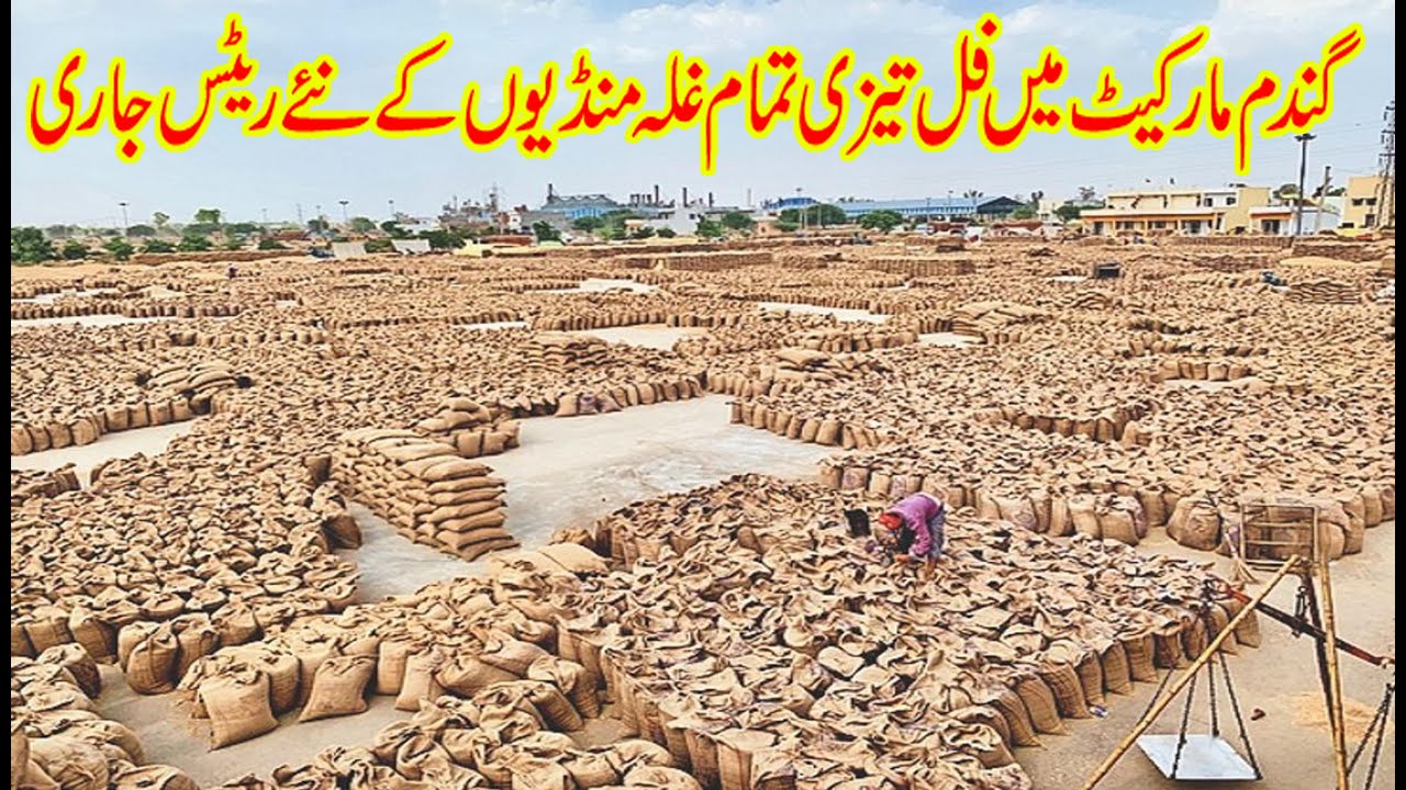 today-wheat-price-increase-in-ghalamandi-2023-today-gandom-price-40kg