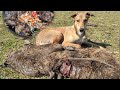 BUSQUE MILI!🐕 Que cazadora!!! NUTRIA AL DISCO