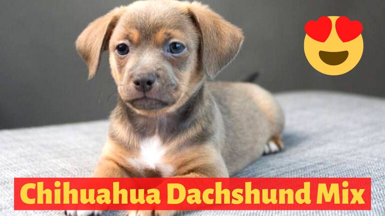 chihuahua mixed with wiener dog