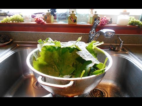 Video: Ferske druebladbruk – Lær om å plukke drueblader å spise