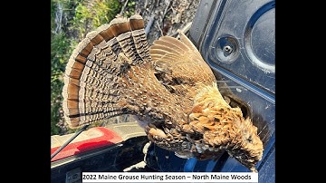 2022 Maine Grouse/Partridge Hunting Season – North Maine Woods