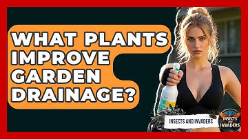 What Plants Improve Garden Drainage? - Insects and Invaders
