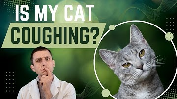 Is My Cat Coughing or Just a Hairball? A Vet Explains