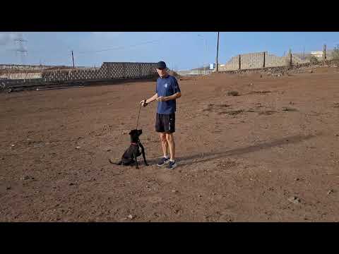 BLACKY video
