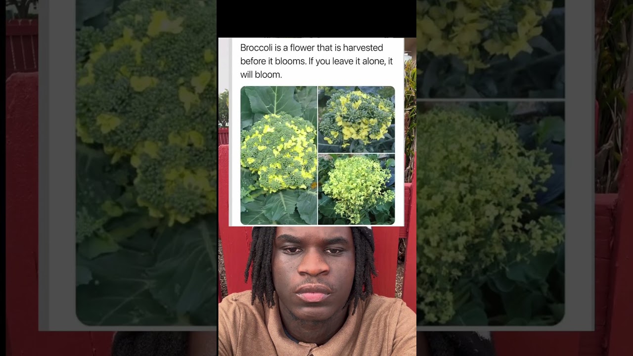 Broccoli is a flower that is harvested before it blooms. If you leave it alone, it will bloom.