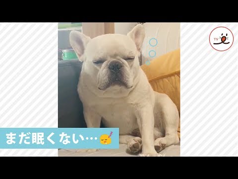 まだ遊ぶもん…😪 眠気と戦うワンコに思わず笑っちゃう😂✨【PECO TV】