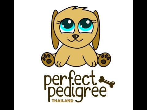Perfect Pedigree Thailand&39;s Purebred Pom Puppies for sale