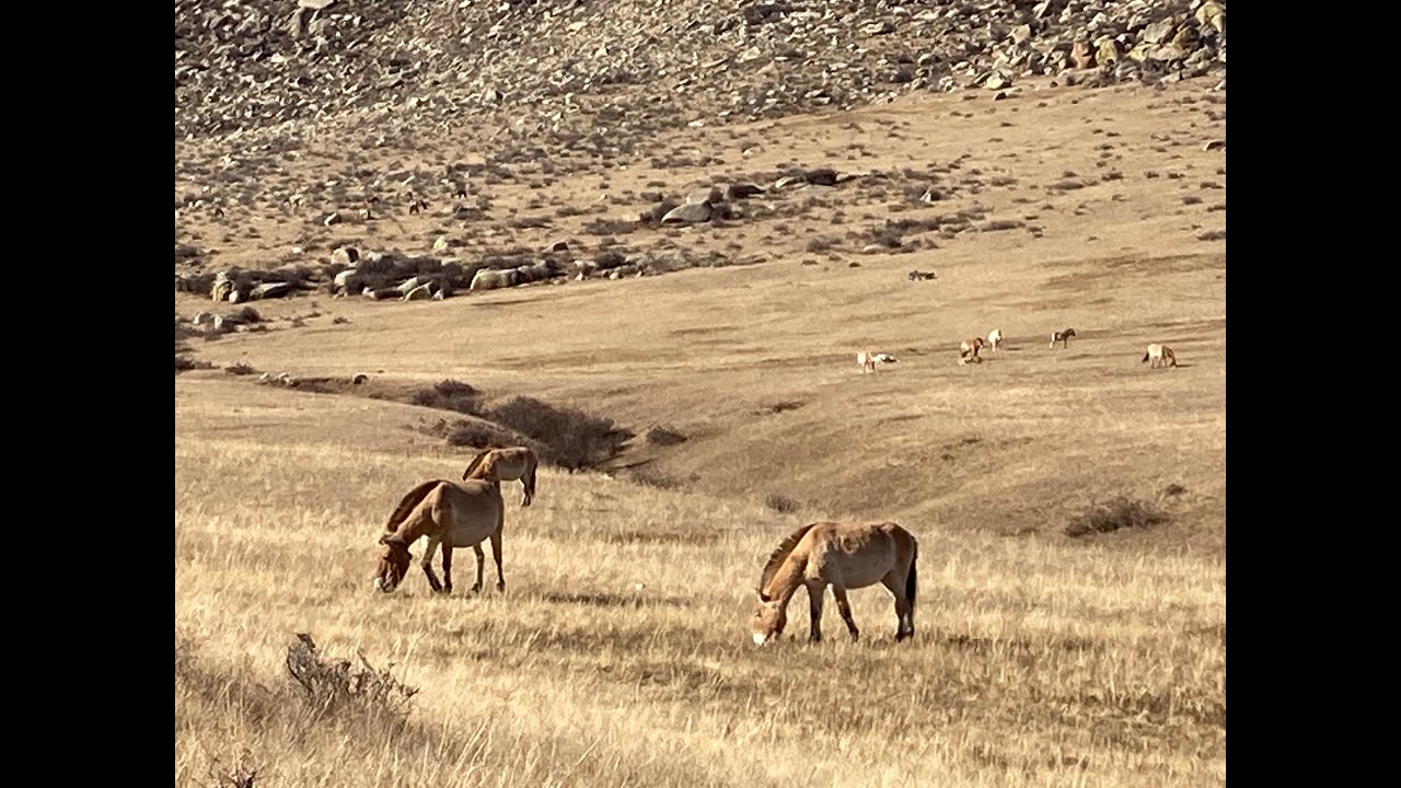 Celebrating 30 Years of Wild Takhi Conservation - YouTube