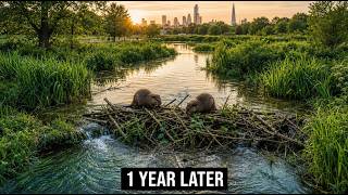 London Moved 5 Beavers Into a Flood-Prone Park… What Happened 1 Year Later Stunned Engineers