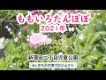 ももいろたんぽぽ成長過程 2021 @大田区新蒲田二丁目児童公園 いきちか花壇