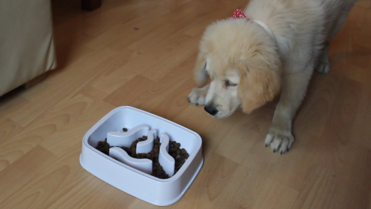Golden retriever puppy meets her new bowl YouTube