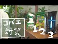 【観葉植物】1日で23匹！コバエ対策3選