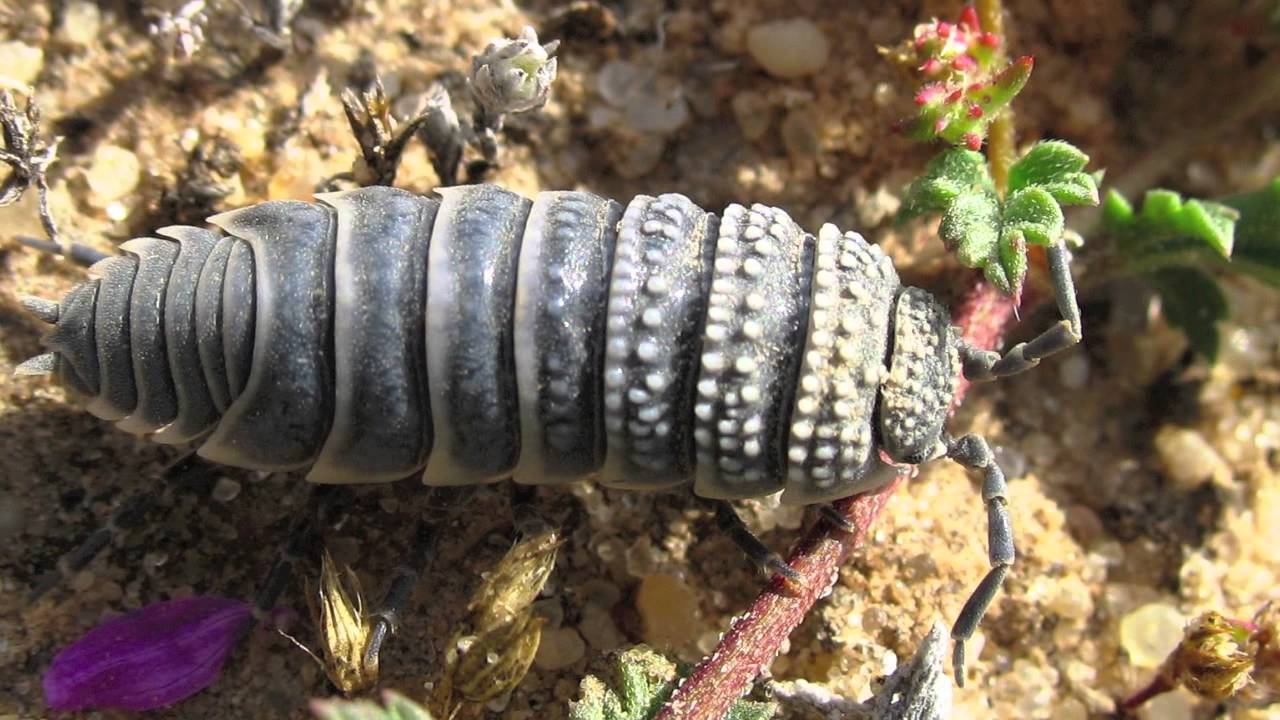 European Atlas of Soil Biodiversity - ESDAC - European Commission