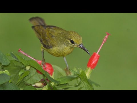 Burung Madu Sepah Raja Betina Gacorr Bird Aethopyga Siparaja
