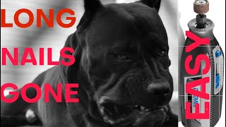 How to do puppy/dog nails with Dremel easy way #canecorso #dogtraining #dog by Ivy League Cane Corso Kennel 1,440 views 8 months ago 13 minutes, 39 seconds