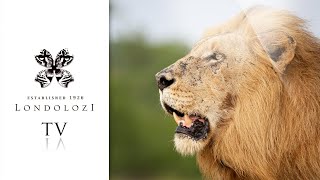 Male Lions Roaring  Londolozi TV