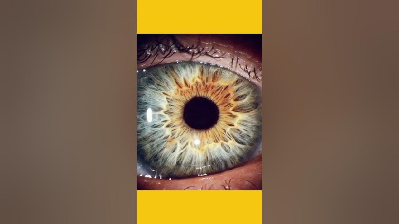 ki-aap-jante-hain-manushya-ka-eye-ka-vajan-kitna-hota-hai-youtube