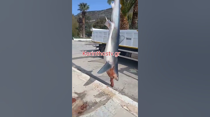Ψάρεψαν καρχαρία 3 μέτρων στο Λουτράκι Κορινθίας