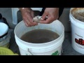 Filetti di sarde del Garda, come prepararli sott'olio