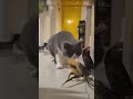 This is what people mean when they say curiosity killed the cat 🐈