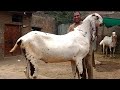 Biggest Bakra In Punjab Irfan Goat Farm Part 4 , 170 KG Biggest Goat in Pakistan @Hsn Entertainment