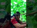 Spiny Gourd Harvesting ASMR | Satisfying Vegetable Picking Sounds 🥒