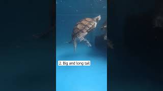 Mat the male Red Eared Slider turtle | Kura-kura brazil