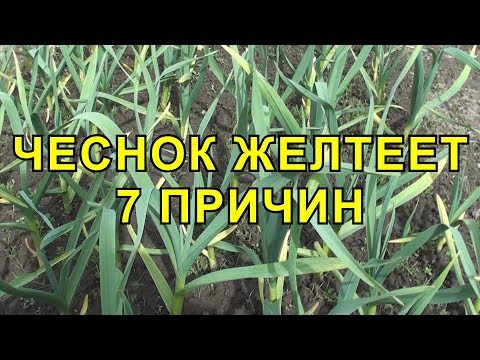 Чеснок Желтеет 7 Причин Почему это Происходит