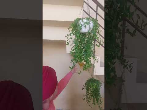 HasS Hass Music Flowers Funny Gardenplants Diljitdosanjh