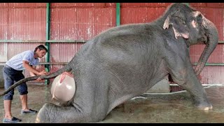 Lincroyable Naissance De Bébés Animaux