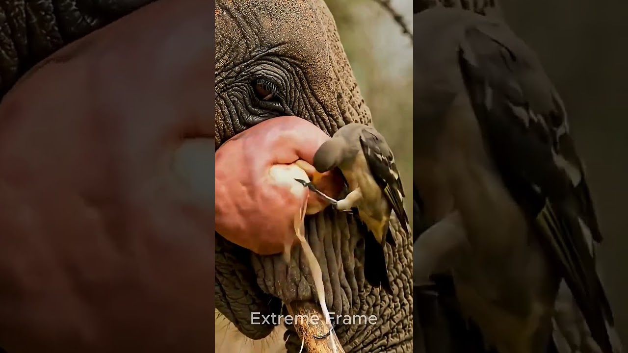 Bird saves an elephant in a difficult situation  