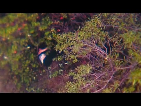 რა გახდა ავსტრალიელი ქალის გარდაცვალების მიზეზი