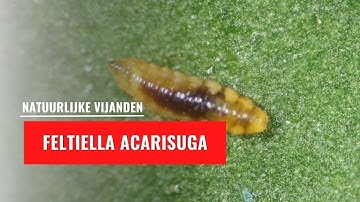 Feltiella larve - Feltiella acarisuga | Natuurlijke vijand
