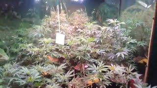 Organic Greenhouse Veg Side Update #5 #growstar #phlizon