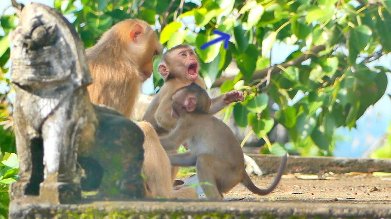 Hey baby monkey SARO, you play with baby monkey SADA Why look up like this?