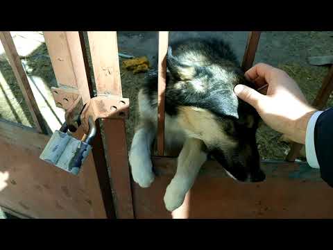 დატყვევებული მოფერებას ითხოვს 13 03 2018 MOV 0060