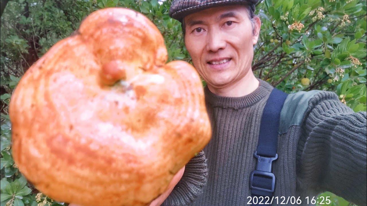 Níscalos VS Suillus Bellini