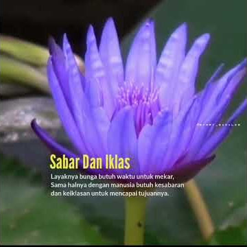story 30 detik  bunga TERATE mekar , ( Bunga Terate)