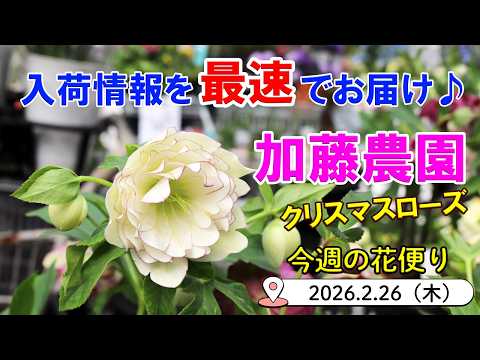 加藤農園クリスマスローズ 不明 26-095 お待たせいたしました🕊 今年も加藤 クリスマスローズ始まりました。 花
