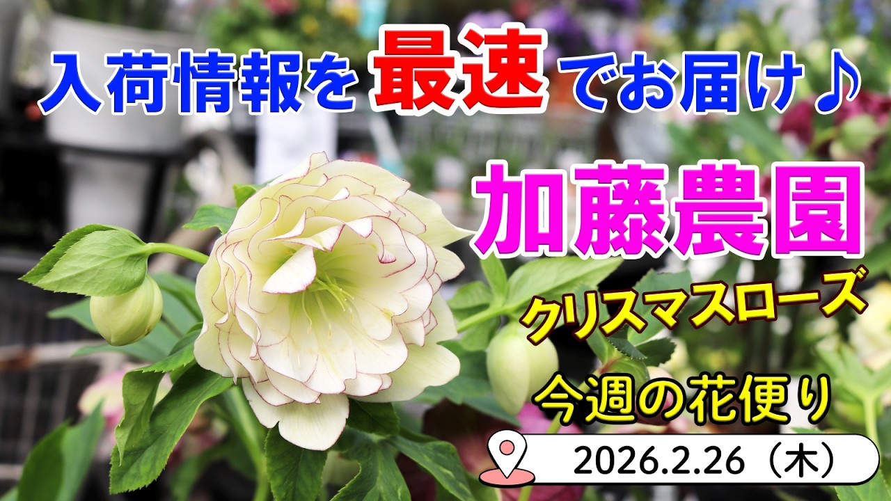 今週の花便 #169 【2026.2.26】加藤農園クリスマスローズ・オステオスペルマム・エアープランツや多肉もご紹介♪【入荷情報を最速でお届け!!】