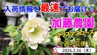This Week's Flower Delivery #169 [February 26, 2026] Introducing