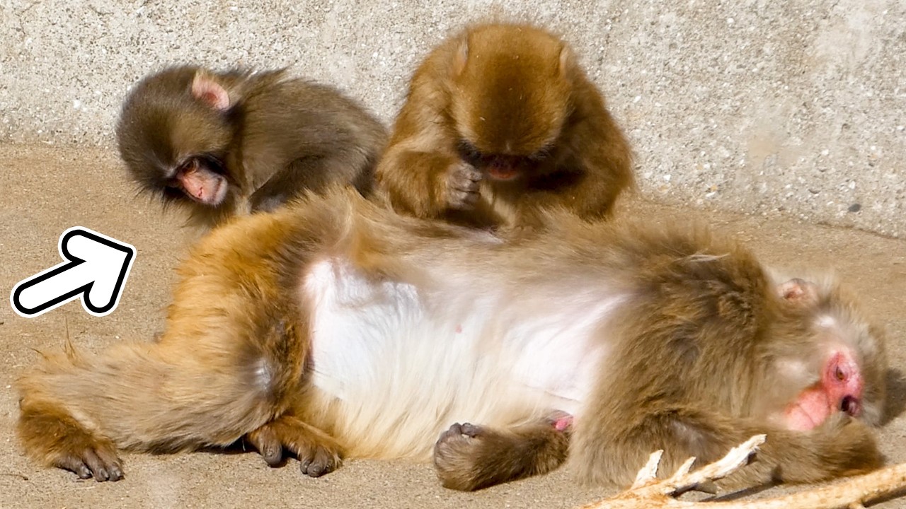 Punch grooms with all his heart, just like his friend…