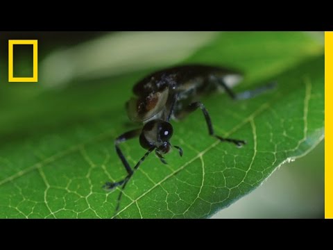 A firefly light show in the national parks