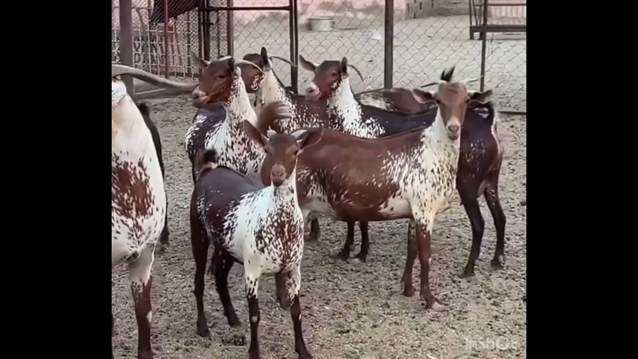 مراح علي بن عالي