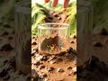 “Giant Rockslide vs Glass of Hope 😱🖐️ | Mini World Saved in Seconds 🌄✨ (AI Story)” #usashorts #ai